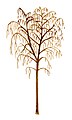 Betula pendula tree illustration