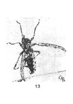 Vignette pour Penthetria elongatipennis