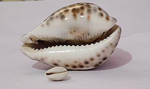 Big and small cowrie shells