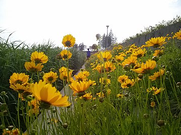 貢湖灣濕地公園中的野花