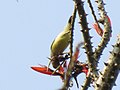 Unidentified bird from Koovery