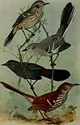 Bird lore (1916) (14753063294).jpg