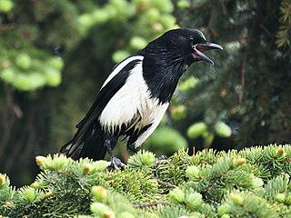 Black-billed magpie Species of bird in the Americas