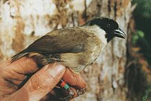 Po`o-uli Black-faced Honeycreeper.jpg