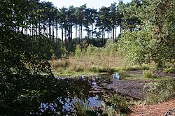 Schwarzer See Delamere.JPG