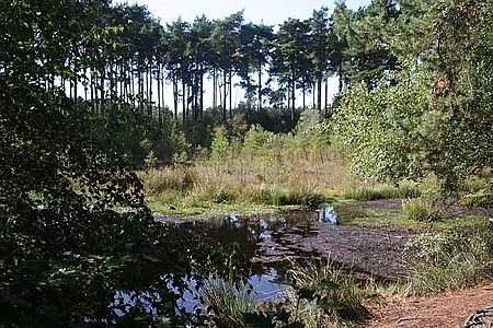 Black Lake Delamere