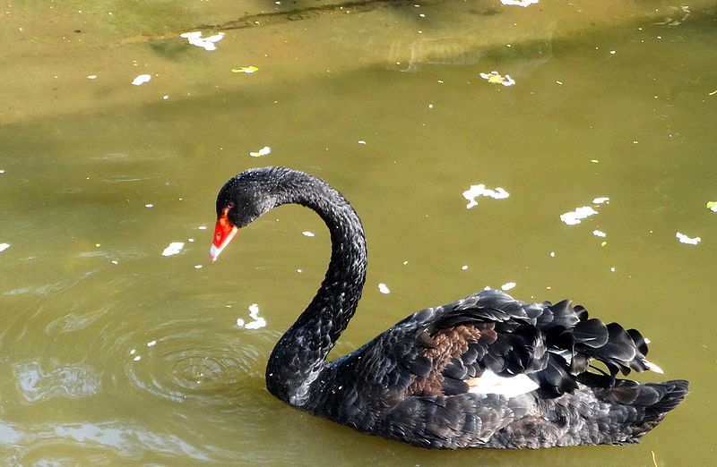 File:Black Swan - by NL.jpg