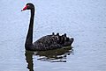 Black Swan on Sand Piper Newport Canal (27791881203).jpg