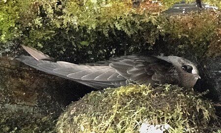 Black Swift, adult.jpg