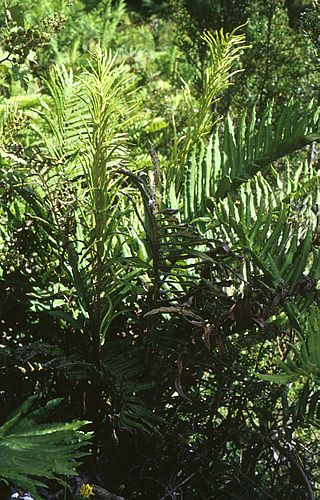 <i>Parablechnum cordatum</i> Species of fern