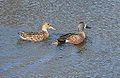 Blue-winged Teal (female, male) (Spatula discors)