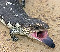 Stump-tailed skink, Tiliqua rugosa