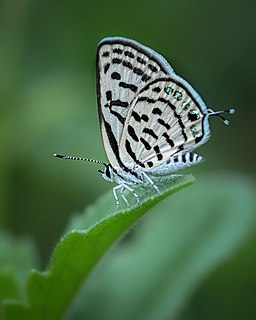 <i>Tarucus</i> Butterfly genus in family Lycaenidae
