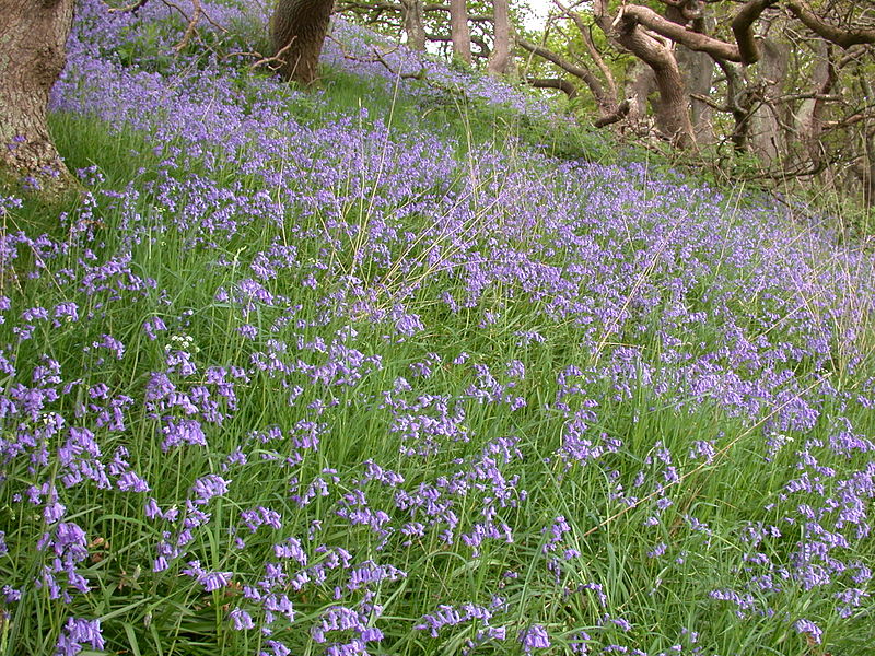 File:Bluebells at Ynys-hir - Andy Mabbett - 05.JPG