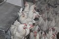 Bolan Poultry Farm-2.jpg