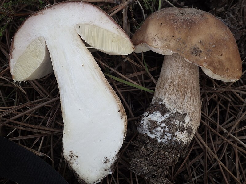 File:Boletus edulis 474529.jpg