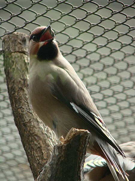 File:Bombycilla garrulus (Wroclaw zoo).JPG