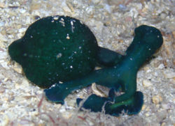 Une bonellie verte, sortie du sable, ce qui permet de voir son corps en entier. Elle s'est recroquevillée sur elle-même.