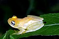 Boophis ankaratra01.jpg