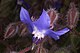 Borago officinalis.jpg