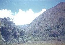 Region of wild cherimoyas in Vilcabamba, Ecuador Bosque nativo de chirimoyos ecuatorianos.jpg