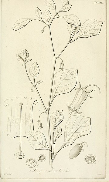 File:Botanical miscellany (1830-1833) (20401697095).jpg