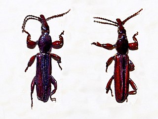 <span class="mw-page-title-main">Cerobates tristriatus</span> Species of beetle