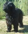 Briard