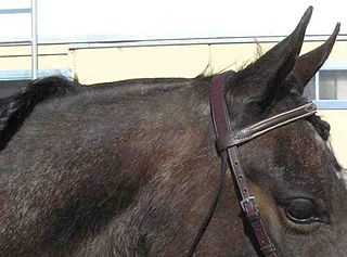 Bridle path (horse) on a horse the shaved or clipped section of the mane