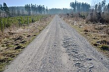 Briloner Hochfläche: Weg zwischen dem Borberg und der Hiebammen-Hütte (2014), 7 Jahre nach Kyrill