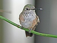 Hummingbird, Broad-tailed ♀ Selasphorus platycercus