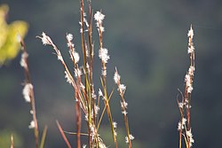 Andropogon virginicus