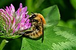 Thumbnail for Brown-banded carder bee
