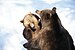 Brown Bears Nationalpark Bayerischer Wald 10.jpg