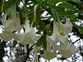 Brugmansia arborea (4934191189).jpg