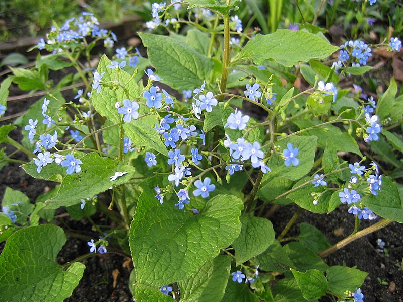 File:Brunnera macrophylla.jpg