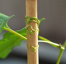 Redvine (Brunnichia ovata) tendrils coil upon contact. Brunnichia ovata.jpg