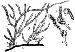 A: Kiemende sporen; s=sporewand, v=vacuole, w=rizoïde. B: deel van een uitgroeiend protonema. h=rhizonema: kruipend filament met bruine wanden. b= chloronema: filamenten met chlorofylbevattende cellen. k=jonge mosplant, w=eerste rizoïde.