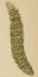 Bucculatrix maritima larva.JPG