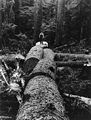 Logging in the Oregon Coast Range