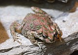 Bufo brongersmai