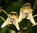 Bulbophyllum guttulatum flowers