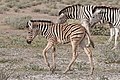 * Nomination Burchell's zebra (Equus quagga burchellii) juvenile, Namibia --Charlesjsharp 07:46, 26 April 2018 (UTC) * Promotion Good quality. --Ermell 08:32, 26 April 2018 (UTC)