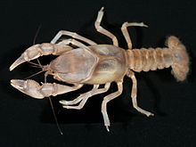 Burrowing Bog Crayfish (13990924779) .jpg