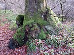 Thumbnail for File:Burrs and moss sock on oak at River Nith near Eliock Bridge, Mennock, Dumfries &amp; Galloway.jpg