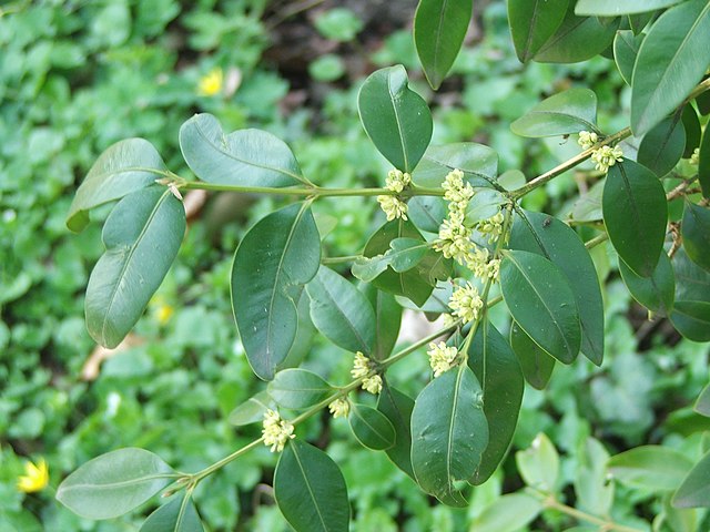 Buxus henryi foliage