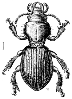 <i>Brullea</i> Genus of beetles