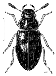 <i>Horelophus walkeri</i> Species of beetle