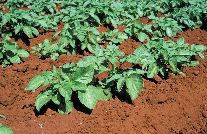 File:CSIRO ScienceImage 4062 Potato plants on farm near Atherton QLD.jpg