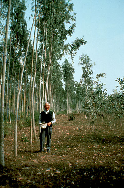 ファイル:CSIRO ScienceImage 530 Eucalyptus Camaldulensis Plantation.jpg